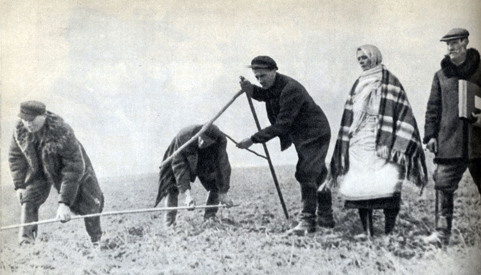 Раздел помещичьей земли. Деревня Соболеве Западная Белоруссия. 1940 г.