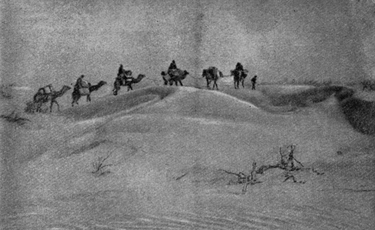 В первые годы работ экспедиция уходила в пустыню на верблюдах. И сейчас еще иногда приходится пользоваться этим видом транспорта