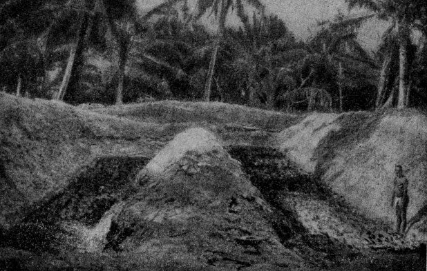 Ров для выращивания таро на атолловых островах