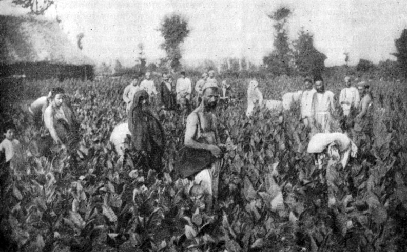 Табачная плантация в Гилянской провинции. Фотография. Конец XIX в.