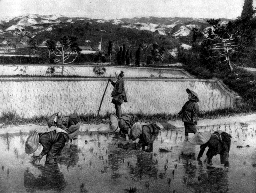 Посадка риса. Фотография. 1888 г.