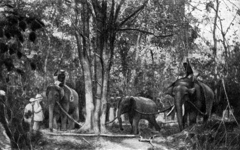 Работа на слонах в лесах Малабара. Фотография. 1914 г.
