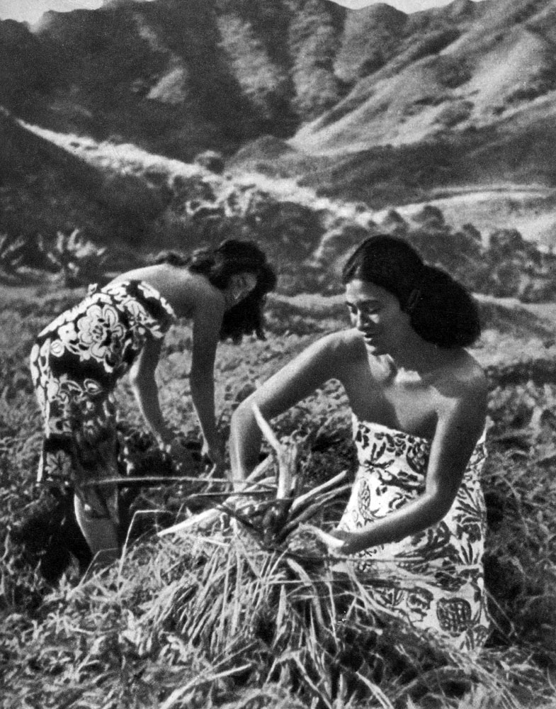 На Рапаити женщины работают, а мужчины спят. На снимке рапаитянки собирают клубни таро