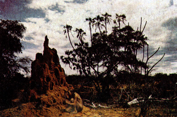 Воспроизведение облика австралопитека на фоне современных африканских пейзажей