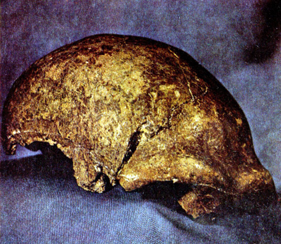 Фрагмент черепа неандертальца