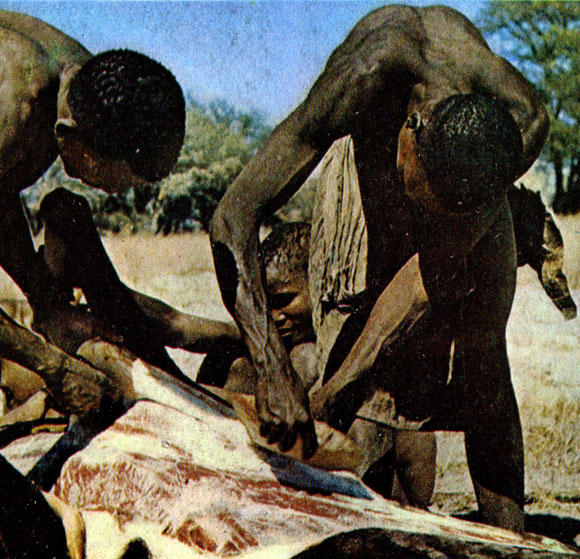 Бушмены демонстрируют, как можно освежевать антилопу с помощью раковин