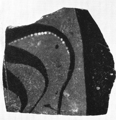 12 а. Обломки стенок сосудов с изображением осьминога (Березань)