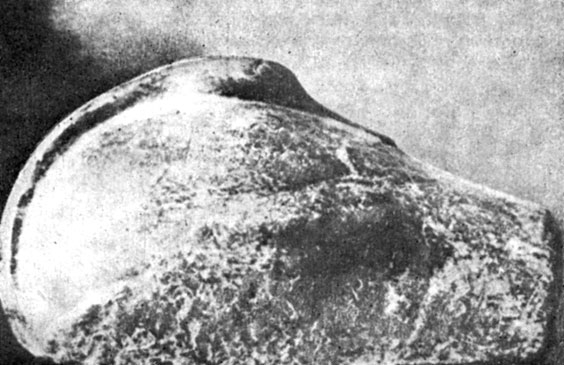 Гири нередко делались в форме утаи с повернутой назад головой. Эта гиря - 'настоящий талант', она весит 29,68 кг. I тысячелетие до н. э