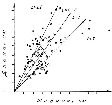 Рис. 9. График соотношения длины и ширины заготовок, оформленных в орудия (Бедарево II). Крестиками обозначены фрагментированные формы