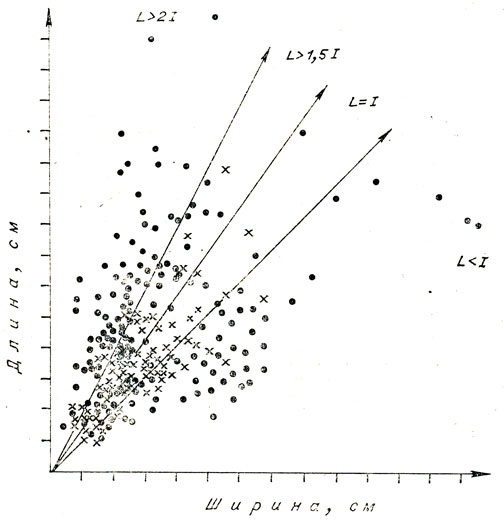 Рис. 42. График соотношения длины и ширины заготовок, оформленных в орудия (Шорохово I)