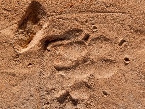 Интересная находка - отпечаток собачьей лапы на куске черепицы