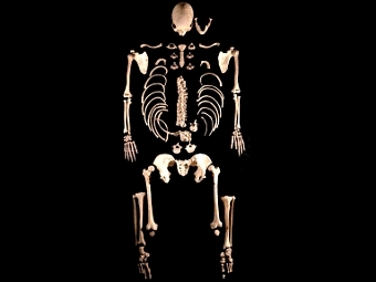 Скелет охотника-собирателя возрастом 8 тысяч лет, найденный в испанской пещере. Фото Alberto Tapia