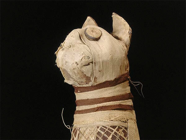 Ученые рассказали о секрете, который хранила древнеегипетская мумия кошки