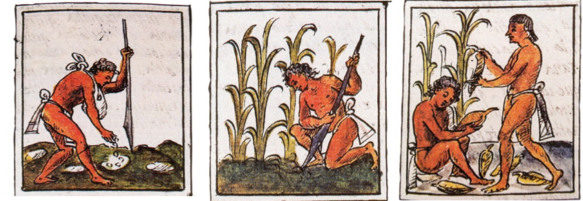 Aztec corn agriculture (Cultivo maiz Codice Florentino libro IV f.72)