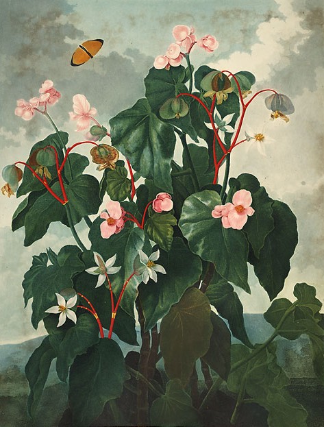  .         (1799-1807): https://en.wikipedia.org/wiki/Begonia#/media/File:Begonia_obliqua00.jpg