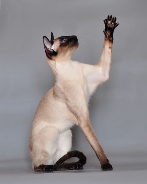 Сиамская кошка: https://ru.wikipedia.org/wiki/Сиамская_кошка#/media/Файл:Siamese_cat_Vaillante.JPG