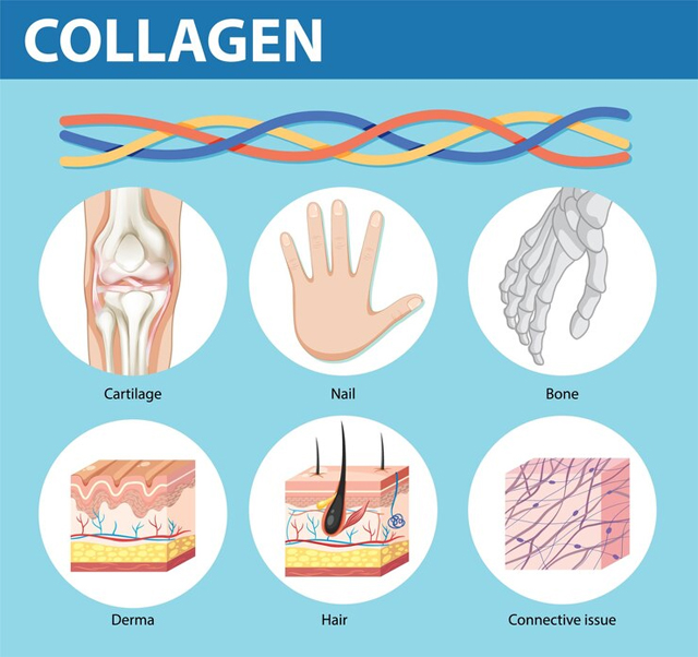 https://ru.freepik.com/free-vector/collagen-functions-human-body_255950490.htm#fromView=search&page=1&position=1&uuid=d32abcae-9124-46c5-a890-88918b2b5496&new_detail=true