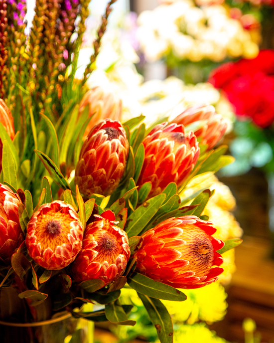 https://ru.freepik.com/free-photo/side-view-red-king-protea-flower-buds-bouquet_8404626.htm#fromView=search&page=1&position=11&uuid=d95d34c5-eebf-4c32-a8a1-3dbe47e919b1&query=%D1%8D%D0%BA%D0%B7%D0%BE%D1%82%D0%B8%D1%87%D0%B5%D1%81%D0%BA%D0%B8%D0%B9+%D0%B1%D1%83%D0%BA%D0%B5%D1%82